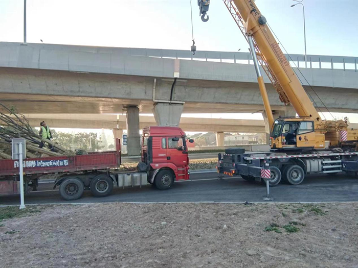 新世纪大道北延（常昭路-向阳路）景观绿化工程：苗木种植.png