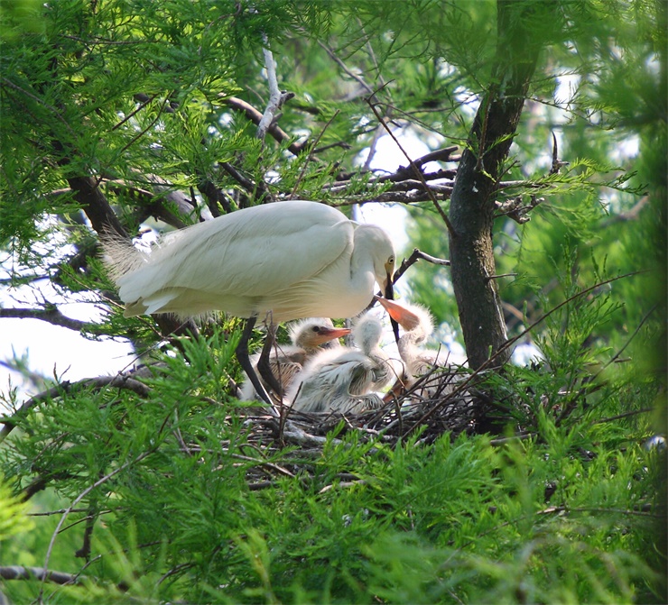 水上森林鳥.jpg