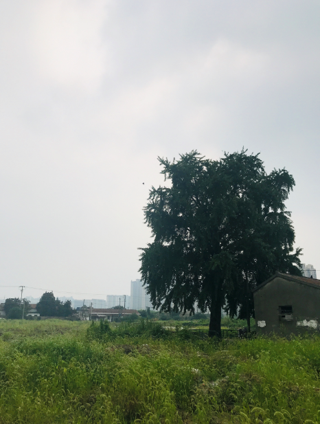計劃科召開琴川街道區(qū)域康復護理中心古樹名木保護論證會    2020.7.30.png 計劃科召開琴川街道區(qū)域康復護理中心古樹名木保護論證會    2020.7.30.png