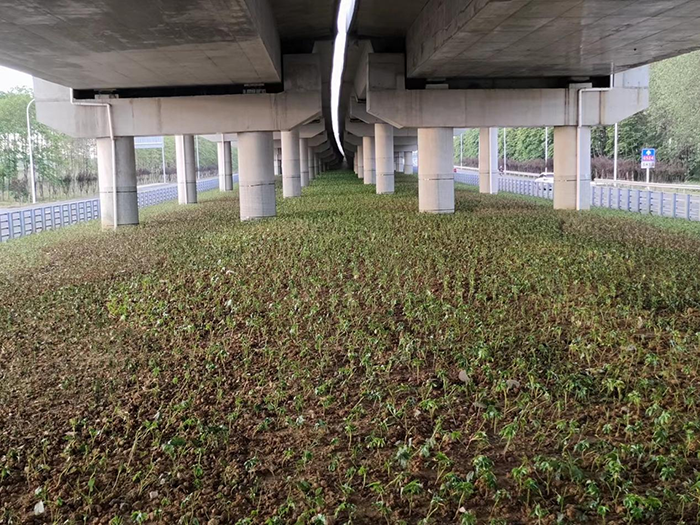 524國道常熟莫城至辛莊段改擴建景觀綠化工程:小苗種植.png 524國道常熟莫城至辛莊段改擴建景觀綠化工程:小苗種植.png