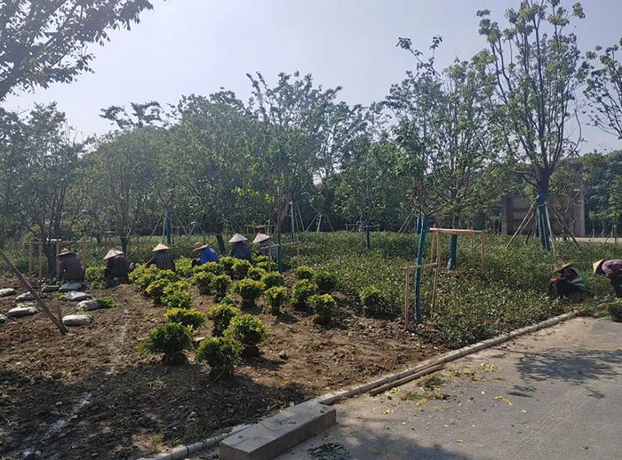南部新城北区块绿化慢行系统一期工程绿化种植.png