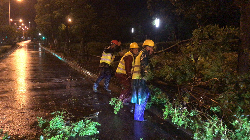 紅梅路重陽(yáng)木2_副本.jpg 紅梅路重陽(yáng)木2_副本.jpg