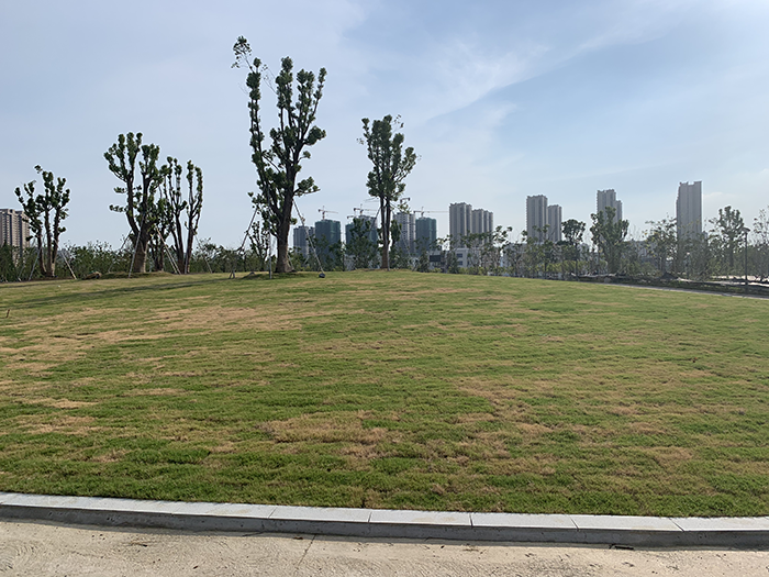森林公園東側(cè)大草坪.png 森林公園東側(cè)大草坪.png